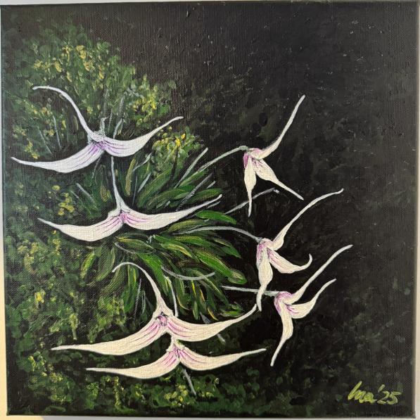 Painting of Trisetella hoeijeri by Alina Furtak